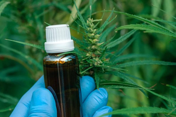 Les huiles essentielles de CBD : une nouvelle dimension pour le bien-être